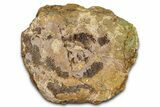 Hadrosaur (Edmontosaurus) Caudal Vertebra Centrum - Wyoming #370678-1